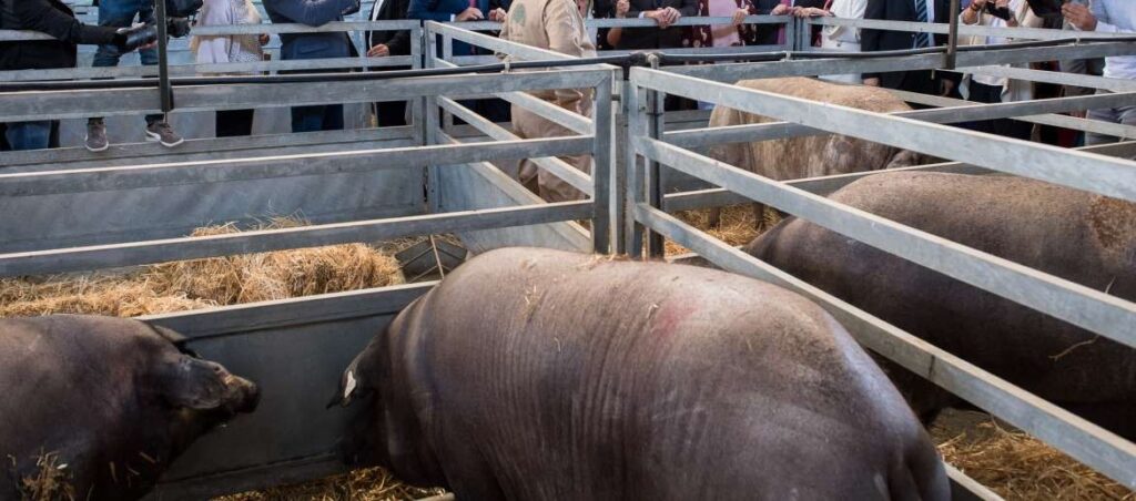 feria zafra 1