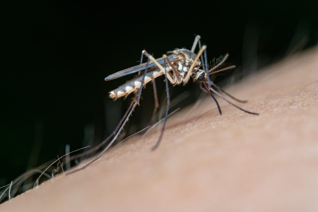 El SES ha confirmado dos nuevos casos de fiebre del Nilo Occidental en Extremadura. mosquito nilo