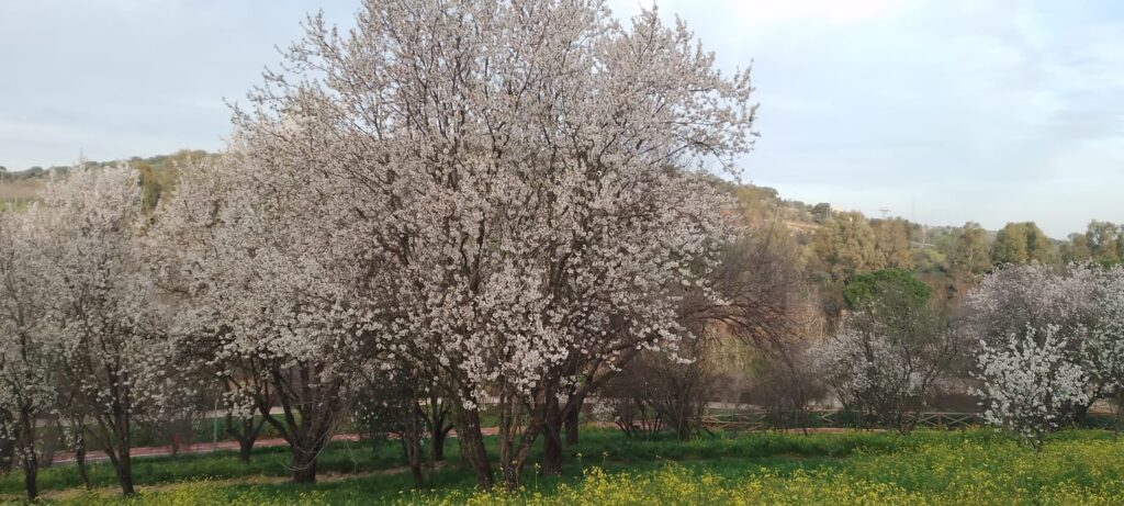 Almendros talados Parque del Principe