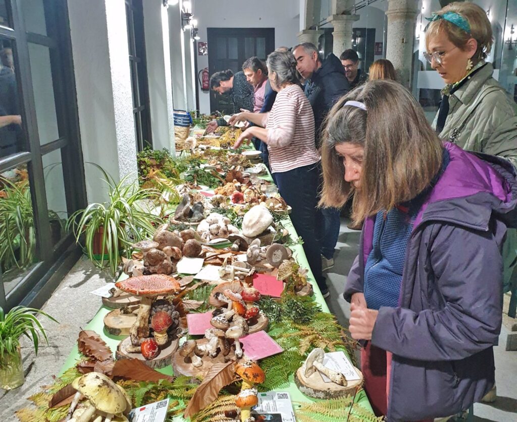 Coria se llena de sabor a setas en la XVII edición de "Coria Sabor Micológico" setas coria