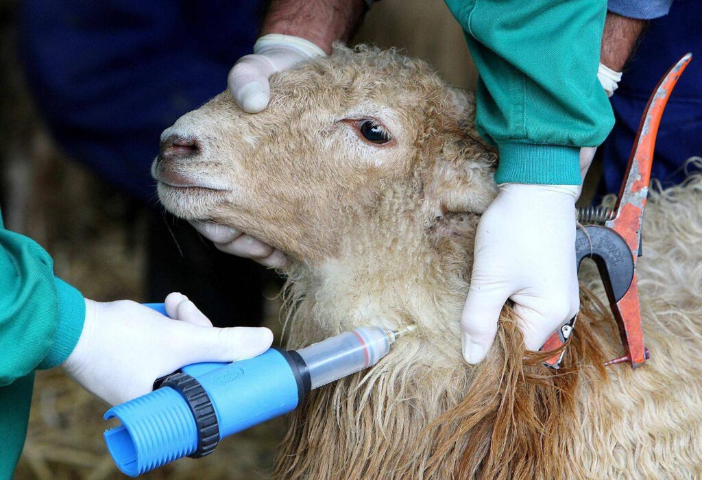Medio millar de explotaciones ganaderas en Extremadura afectadas por la lengua azul oveja