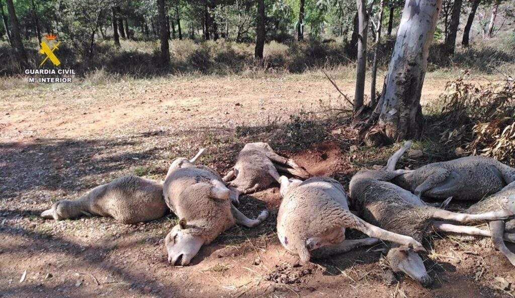 Investigado un ganadero de Zafra por abandonar a siete ovejas muertas y dos agonizantes en caminos públicos ovejas muertas