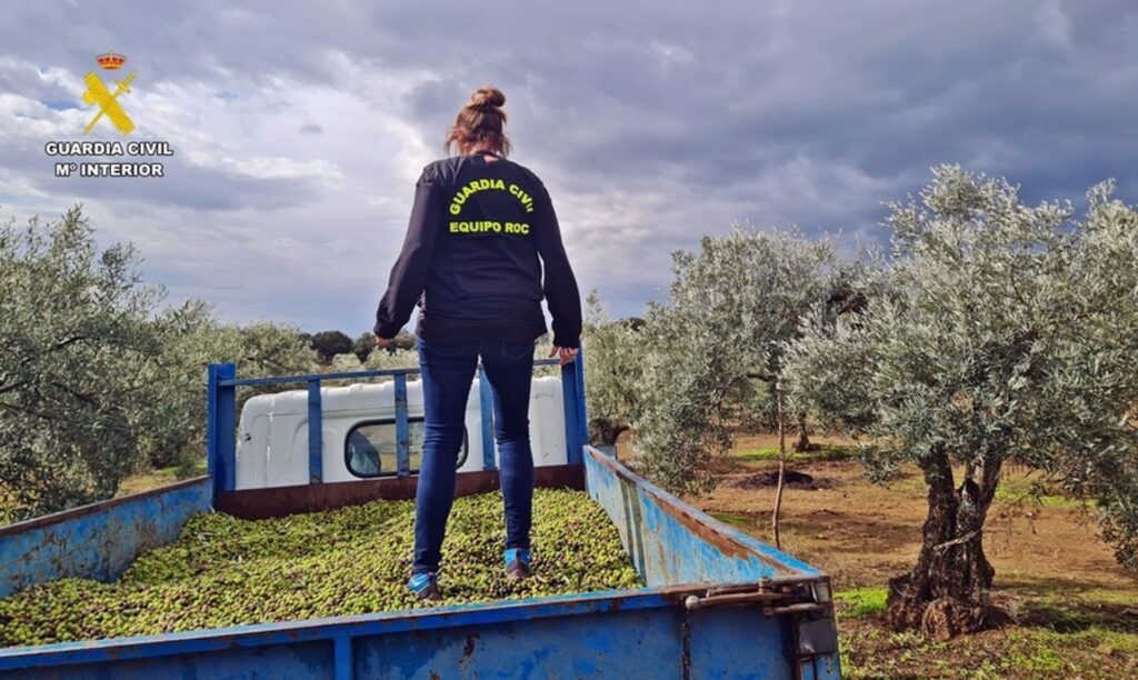 Operación 'Munitu: Se desmantela una red de robo de aceitunas en Badajoz robo aceitunas badajoz