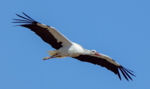 ciguena blanca