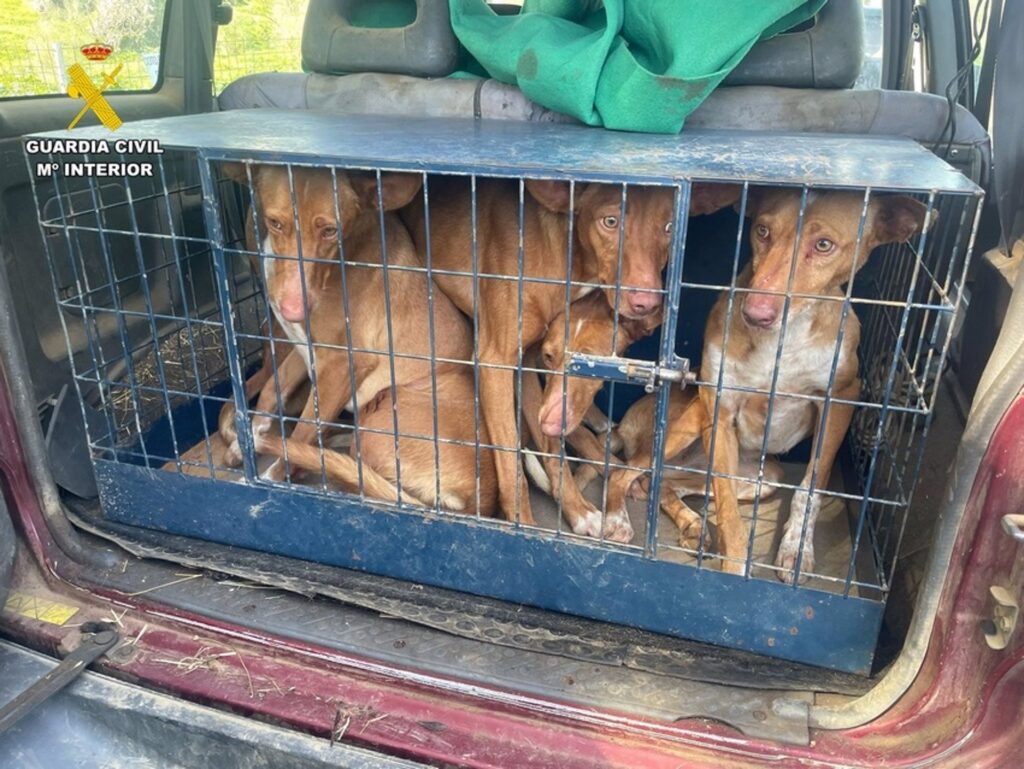 Dos vecinos de Puebla del Maestre, investigados por delito contra la flora y la fauna perros