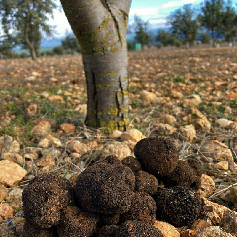 visita campo trufas serrania cuenca