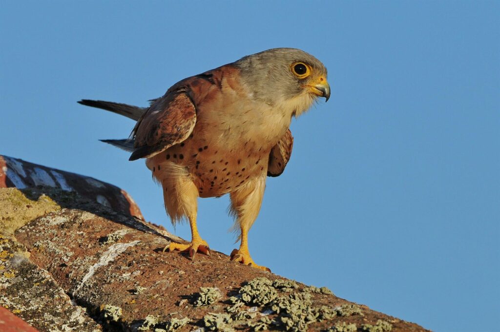 cerncicalo primilla