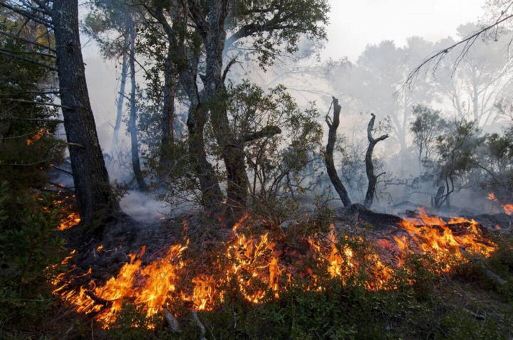 incendio bosque 1
