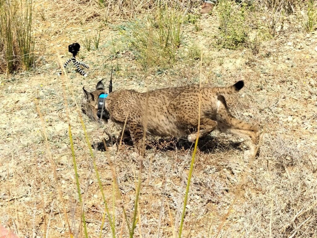 Monfragüe abre las puertas a la esperanza al ser liberados cuatro cachorros de lince ibérico y su madre adoptiva lince