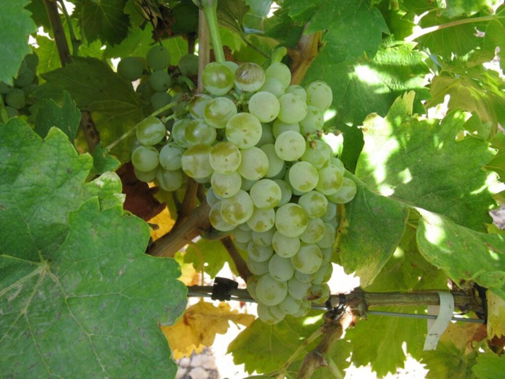uvas