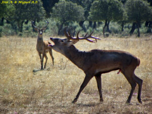 berrea