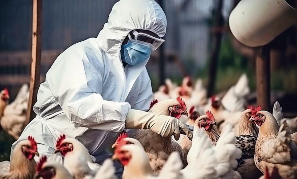 La gripe aviar se instala en Extremadura: alerta en los humedales y gallineros cerrados en 99 municipios gripe aviar