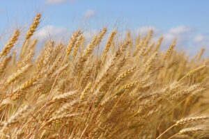 Digital Extremadura seguridad alimentaria