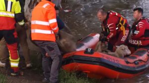 Digital Extremadura RESCATE OVEJAS