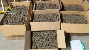 La Guardia Civil desmantela dos plantaciones de marihuana en Miajadas-Trujillo : 18 kilos incautados drogas 3