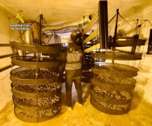 La Guardia Civil desmantela dos plantaciones de marihuana en Miajadas-Trujillo : 18 kilos incautados drogas 4