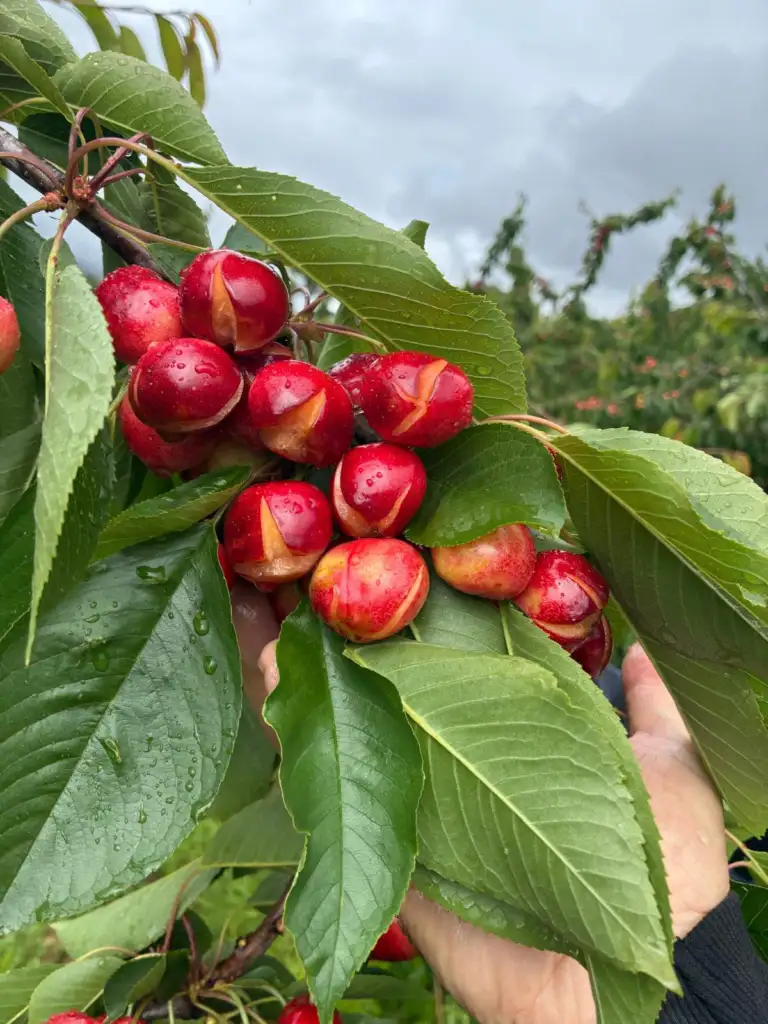Digital Extremadura cerezas danadas