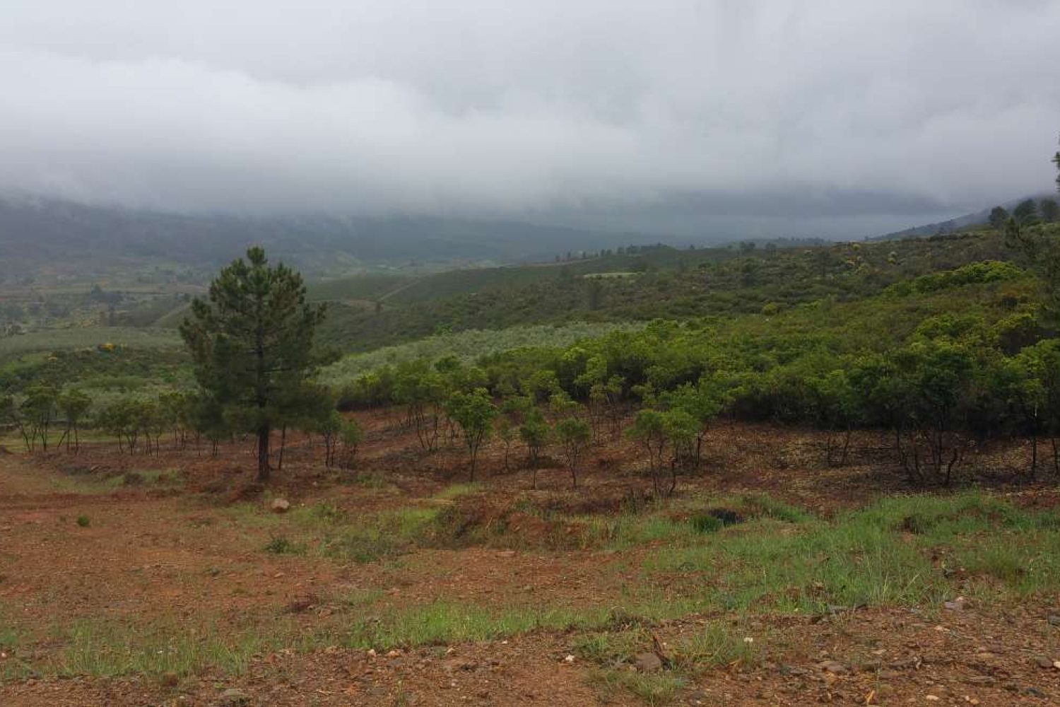 AGRO-Forestal-monte público