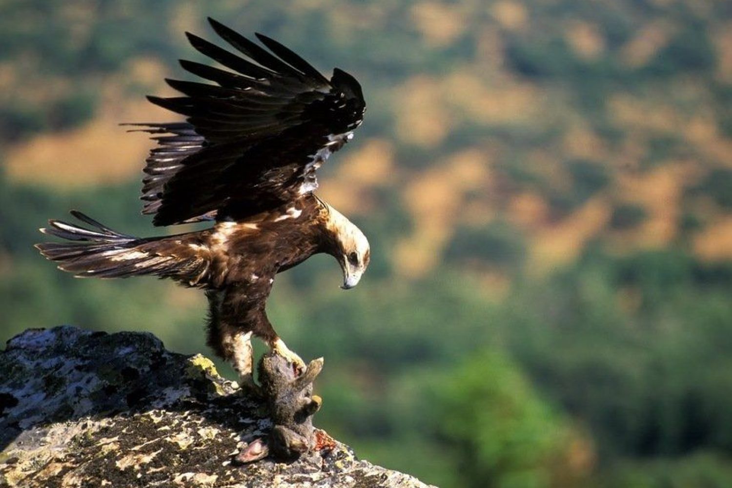AVES EXTREMADURA