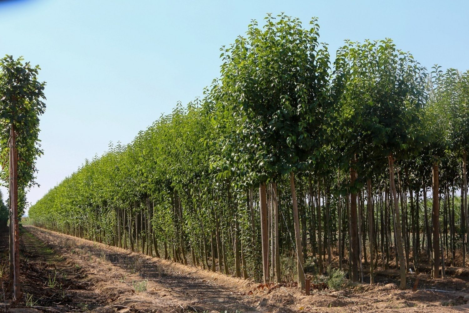 Aligustre Vivero Provincial
