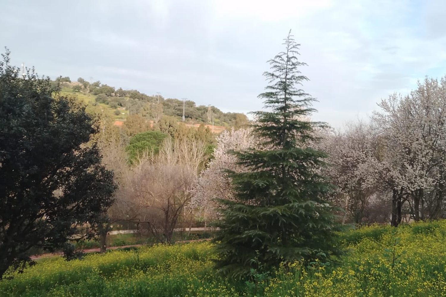 Árboles talados Parque del Príncipe