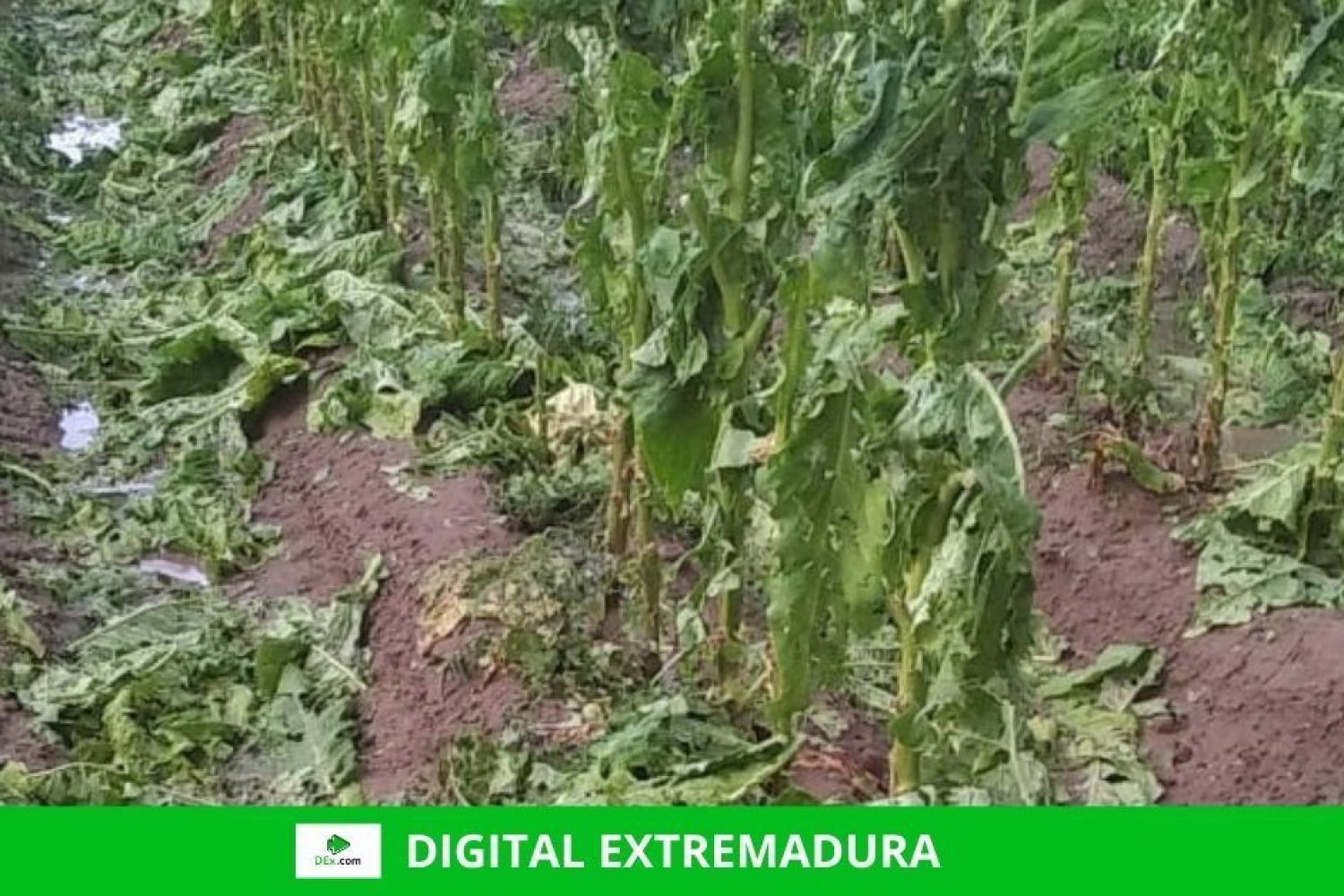 Asaja Extremadura alerta de que una tormenta de granizo arruina la cosecha de tabaco en plena campaña de recogida
