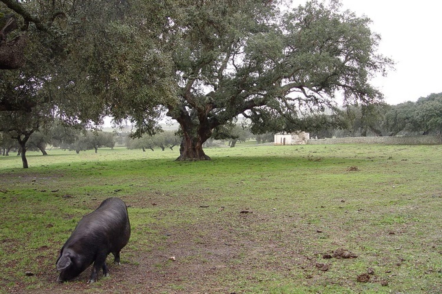 CERDO_MONTANERA