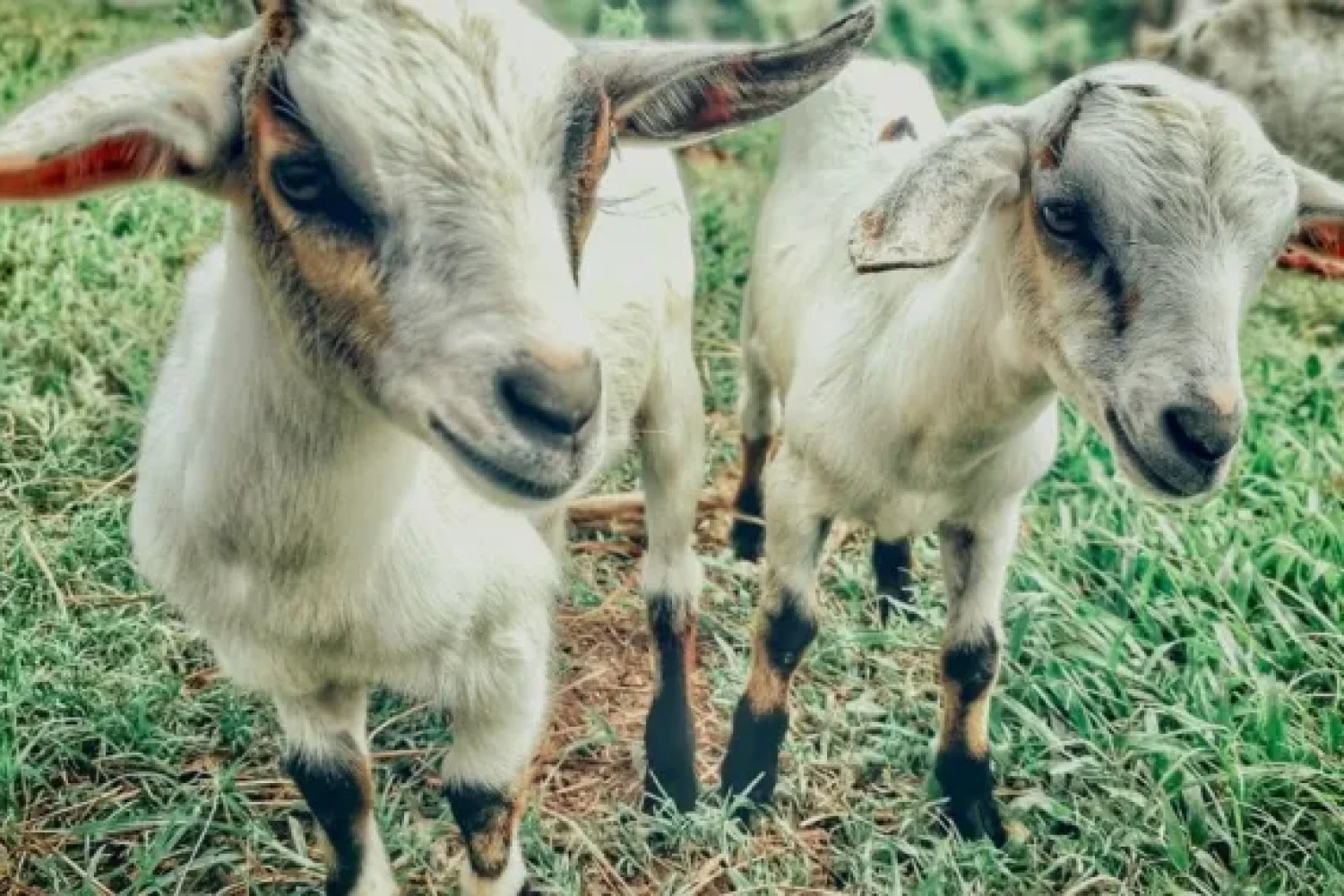 Cabrito