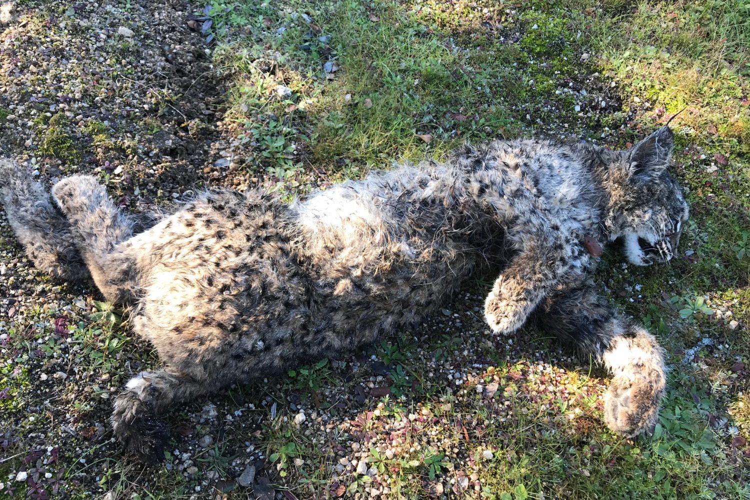 Cachorro de lince hallado muerto en Don Benito