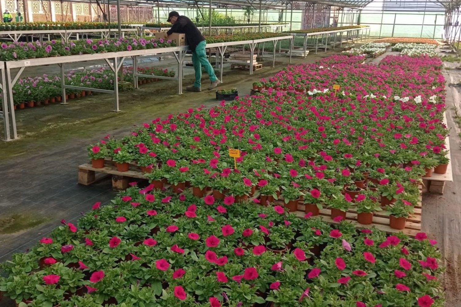 Campaña Plantas 1