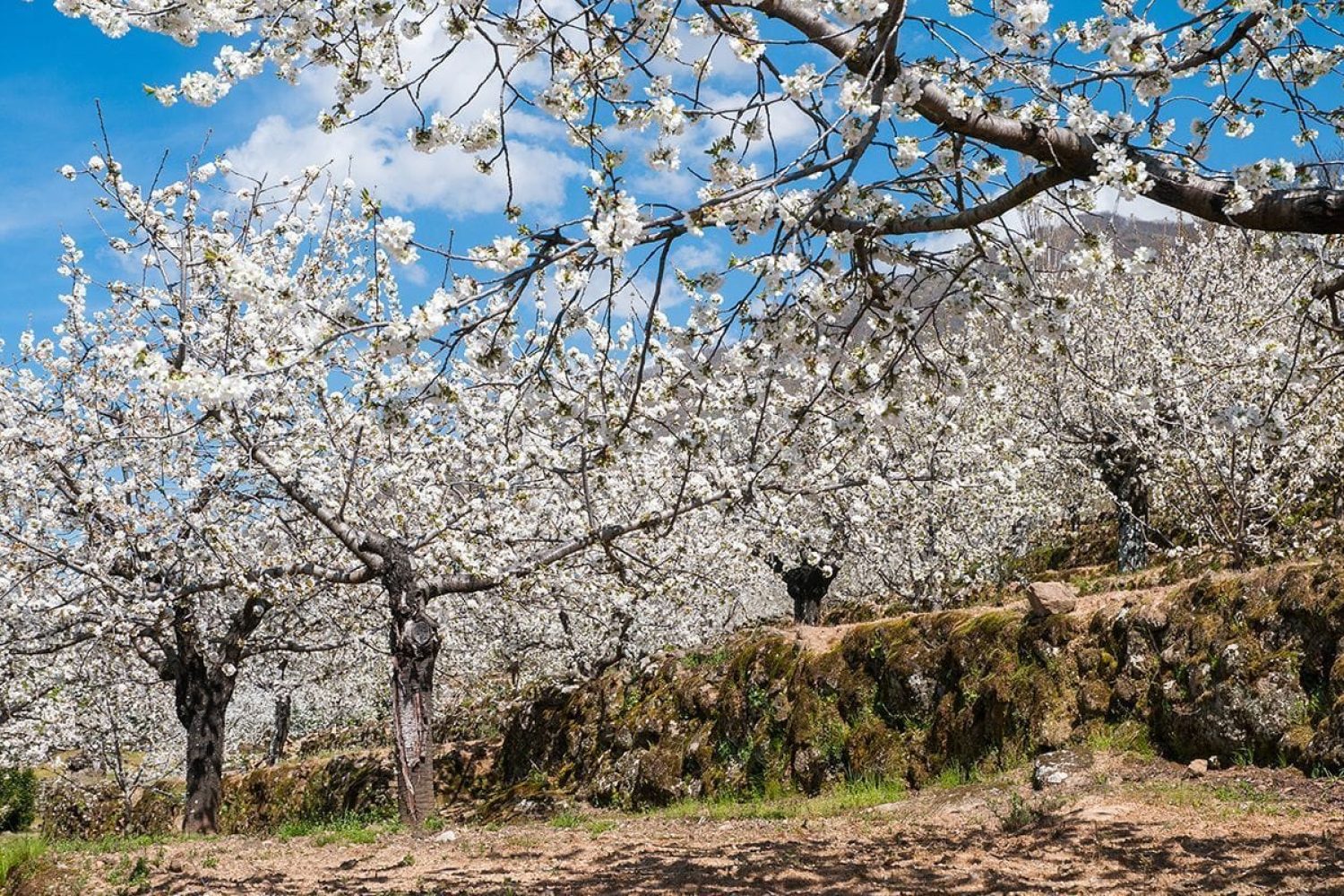 Cerezo-en-Flor-Valle-del-Jerte-5