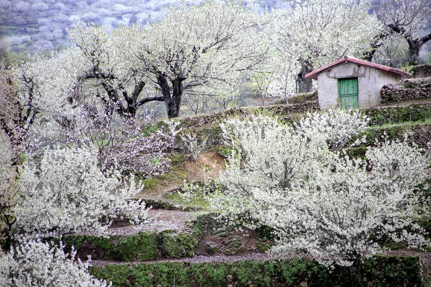 Cerezo-en-flor-Valle-del-Jerte