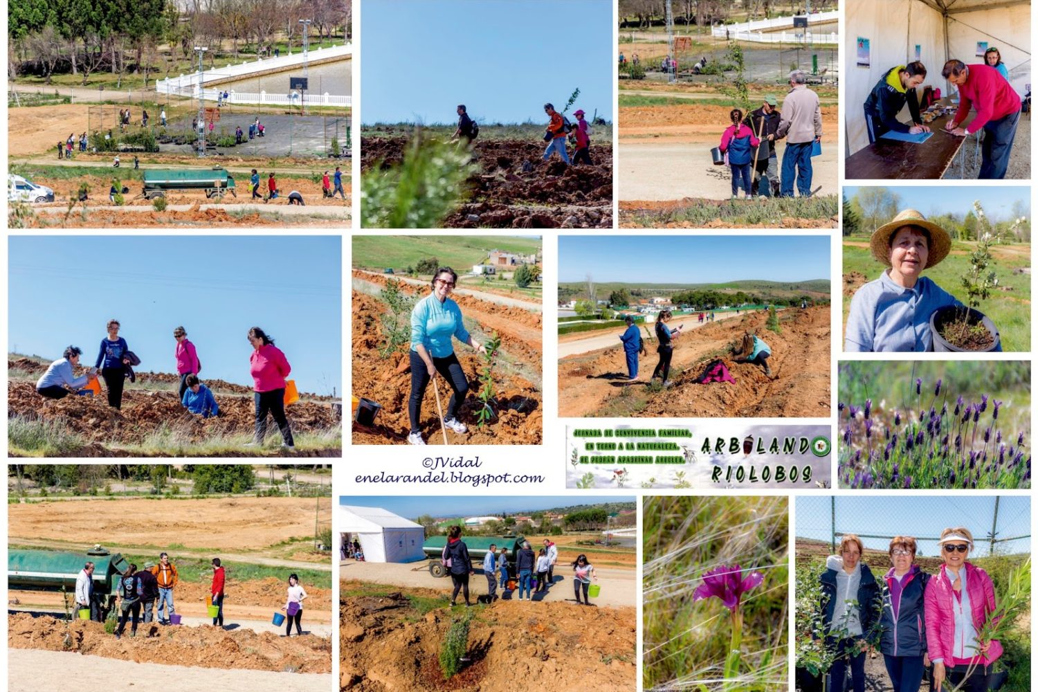 Collage arbolando