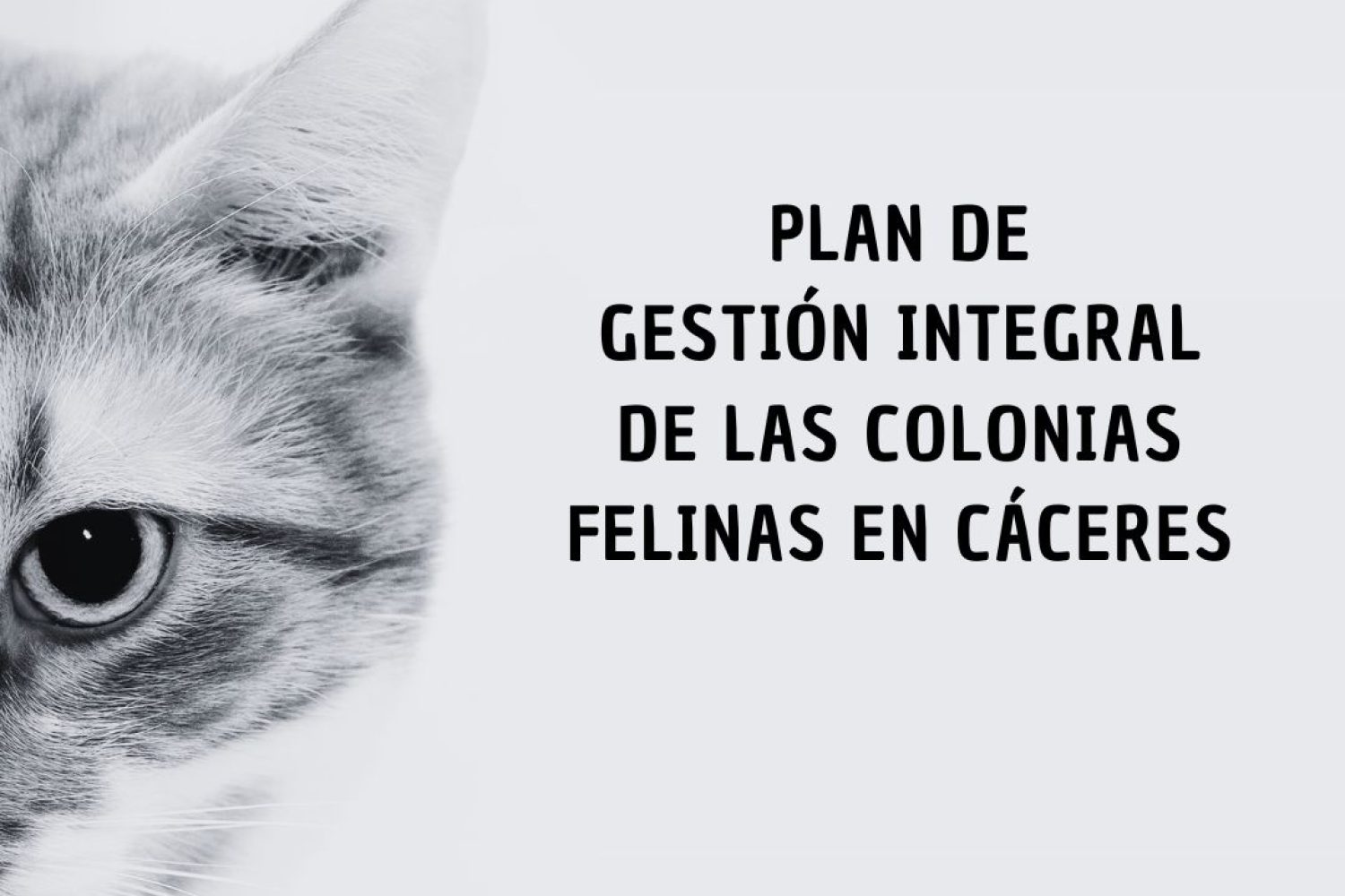 Colonias Felinas cc