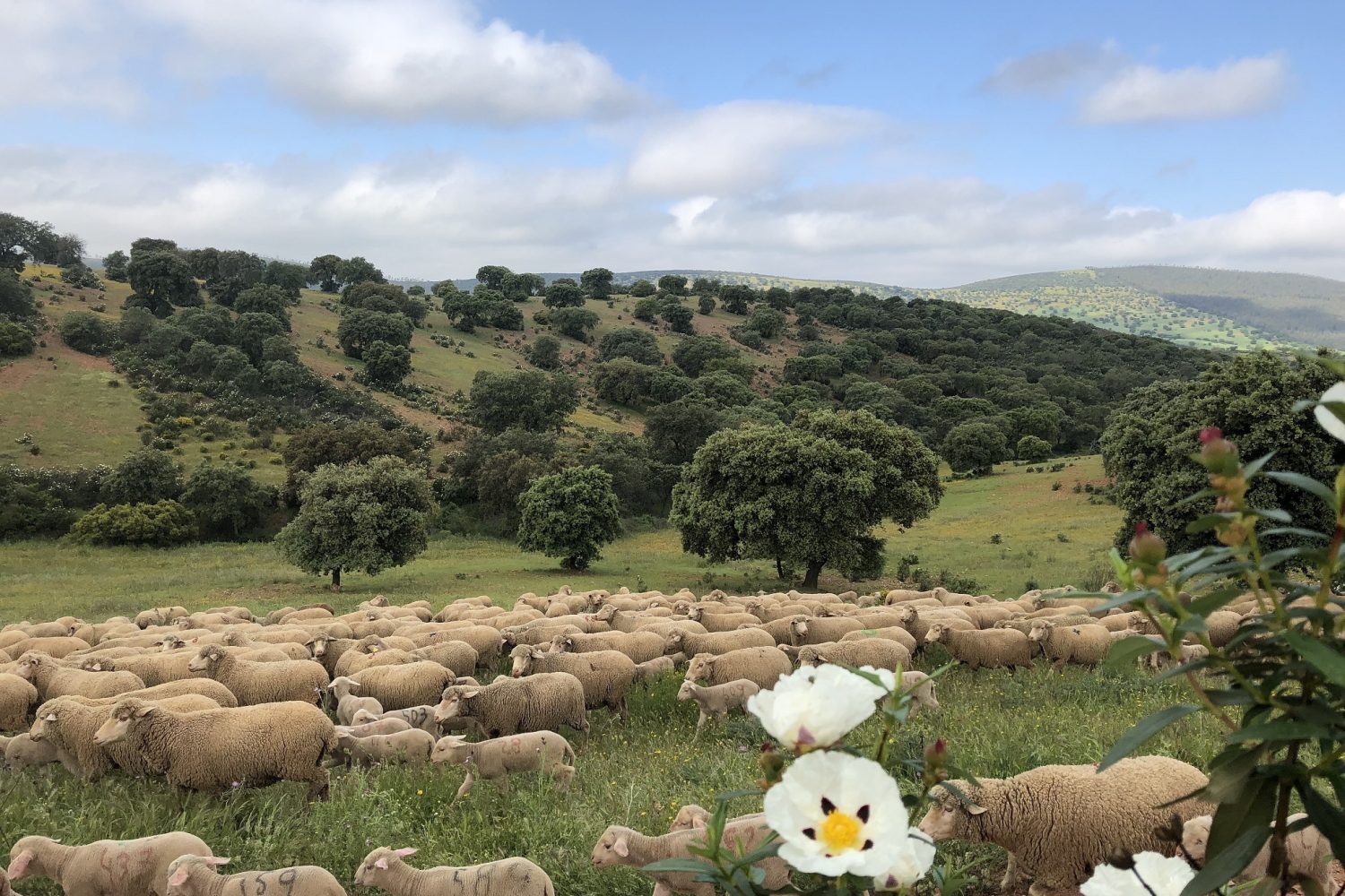Corderos en la Dehesa de Extremadura_peque