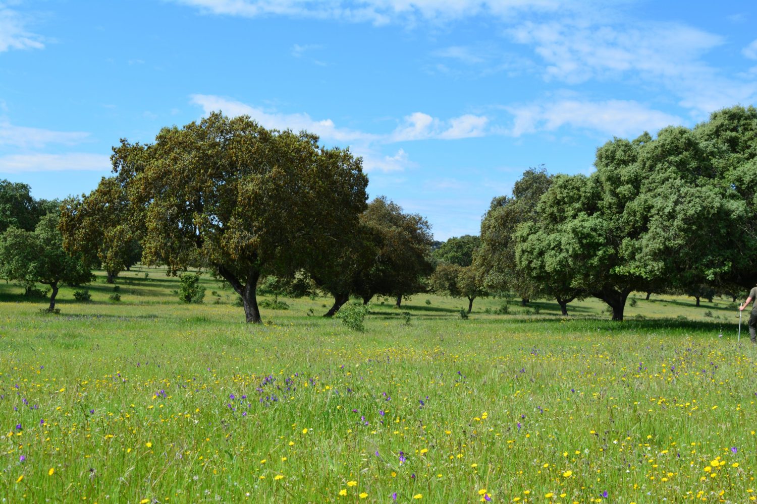 Dehesa