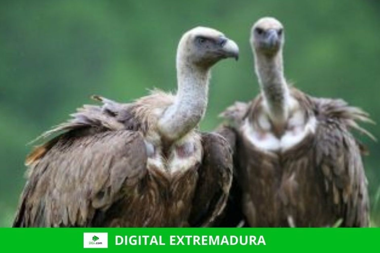 Día Internacional de los Buitres