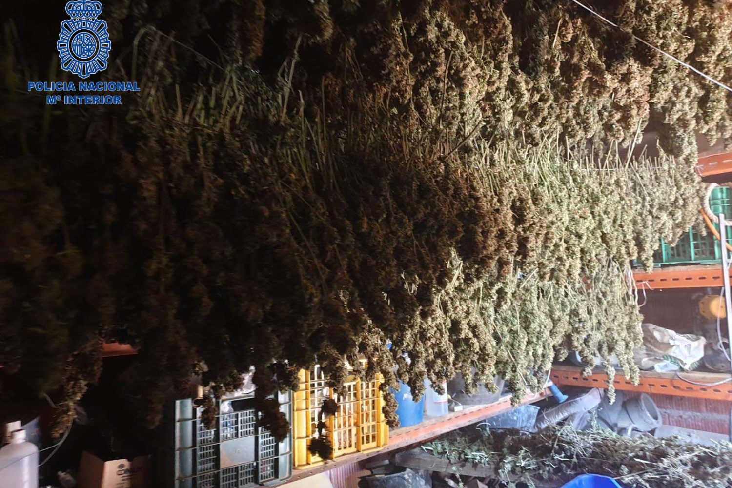 Don Benito marihuana