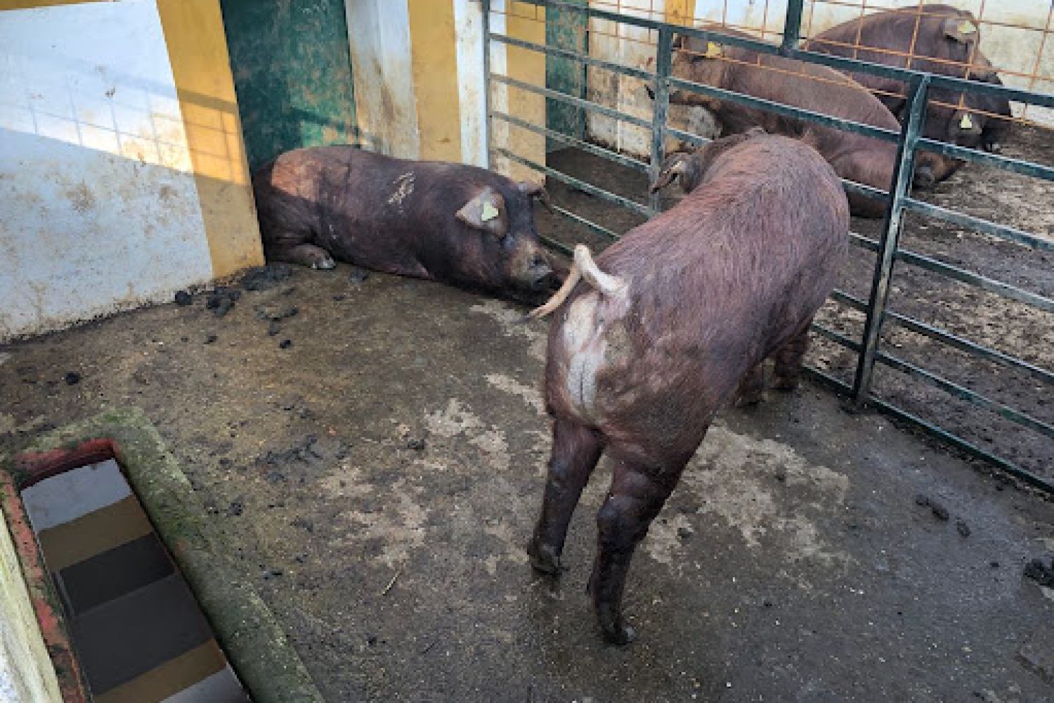 Duroc
