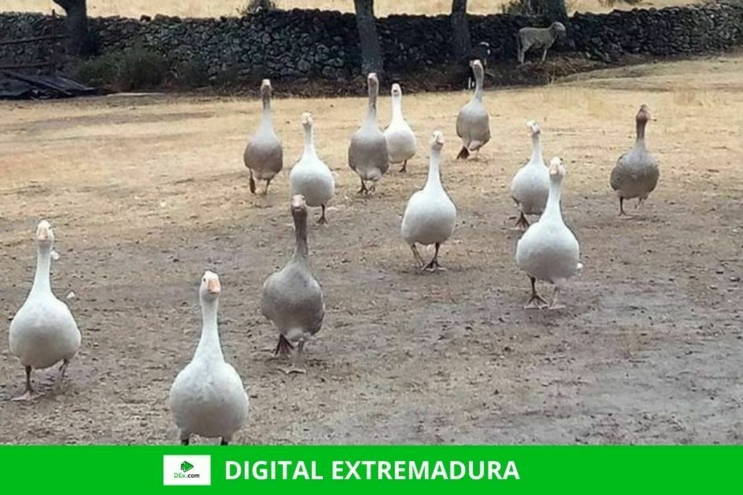 El Santuario Plumas de Cáceres pide ayuda para ampliar los establos de los animales que allí habitan