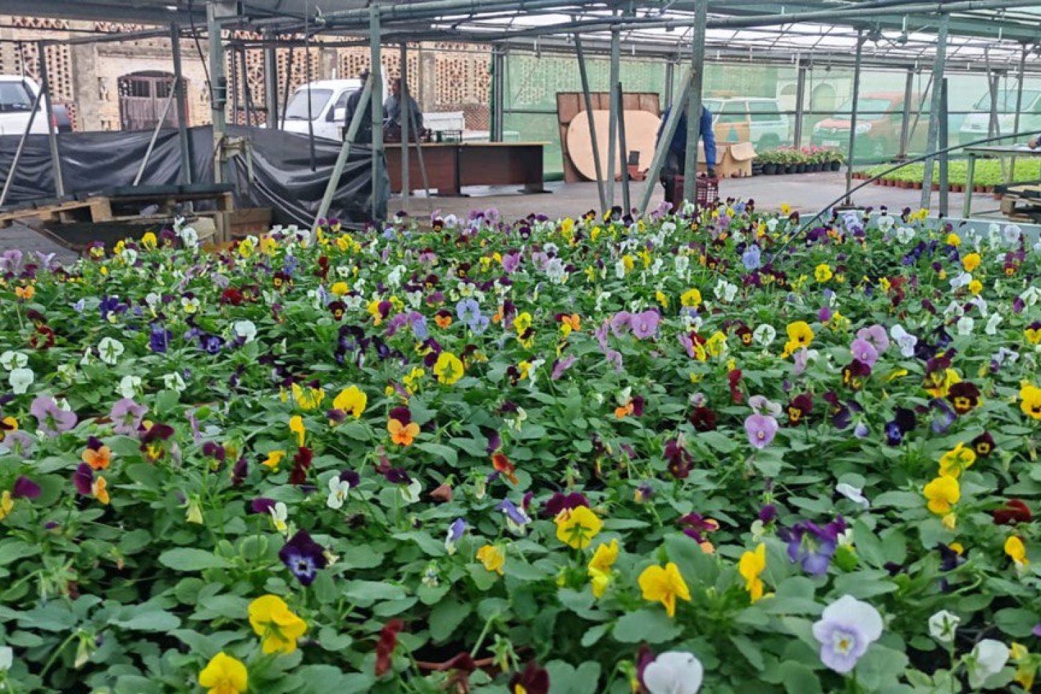 Entrega Plantas Invierno___