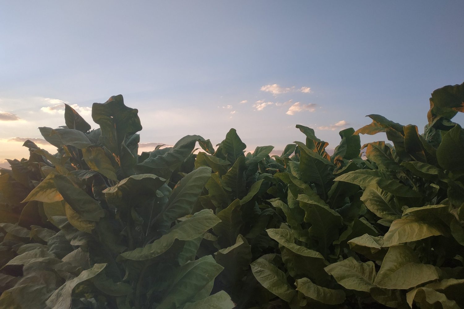 Im: Parcela de tabaco. Aurora Blázquez.
