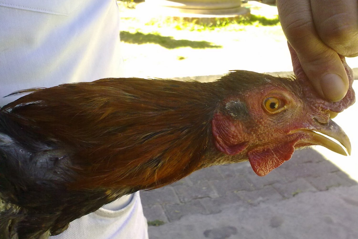 GALLOS DESCRESTADOS