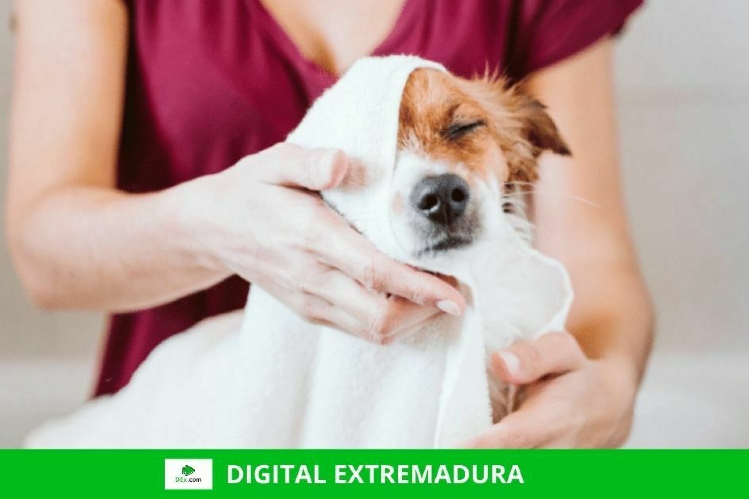 La vuelta al cole de los perros felices consejos para un correcto regreso a la rutina