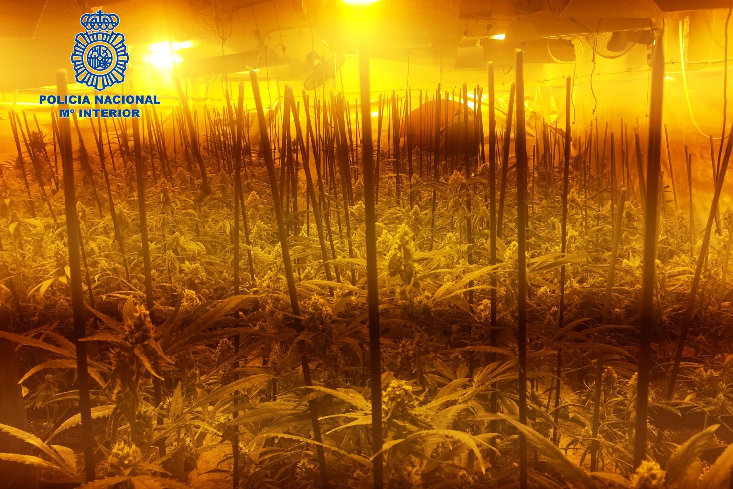 Marihuana Merida