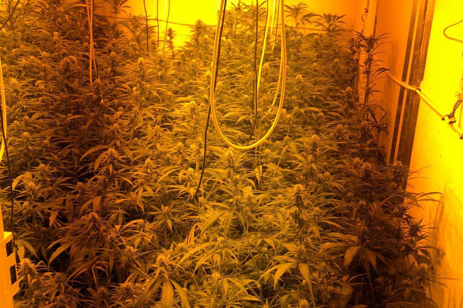 Merida marihuana