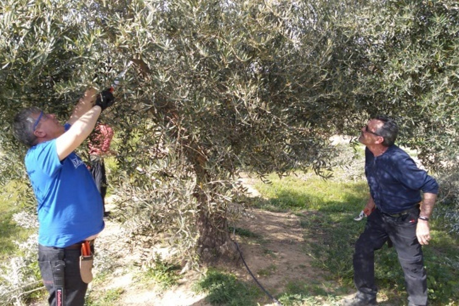 OLIVOS