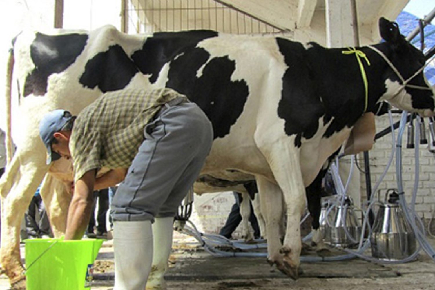 PRECIO-ACTUAL-DE-LA-LECHE