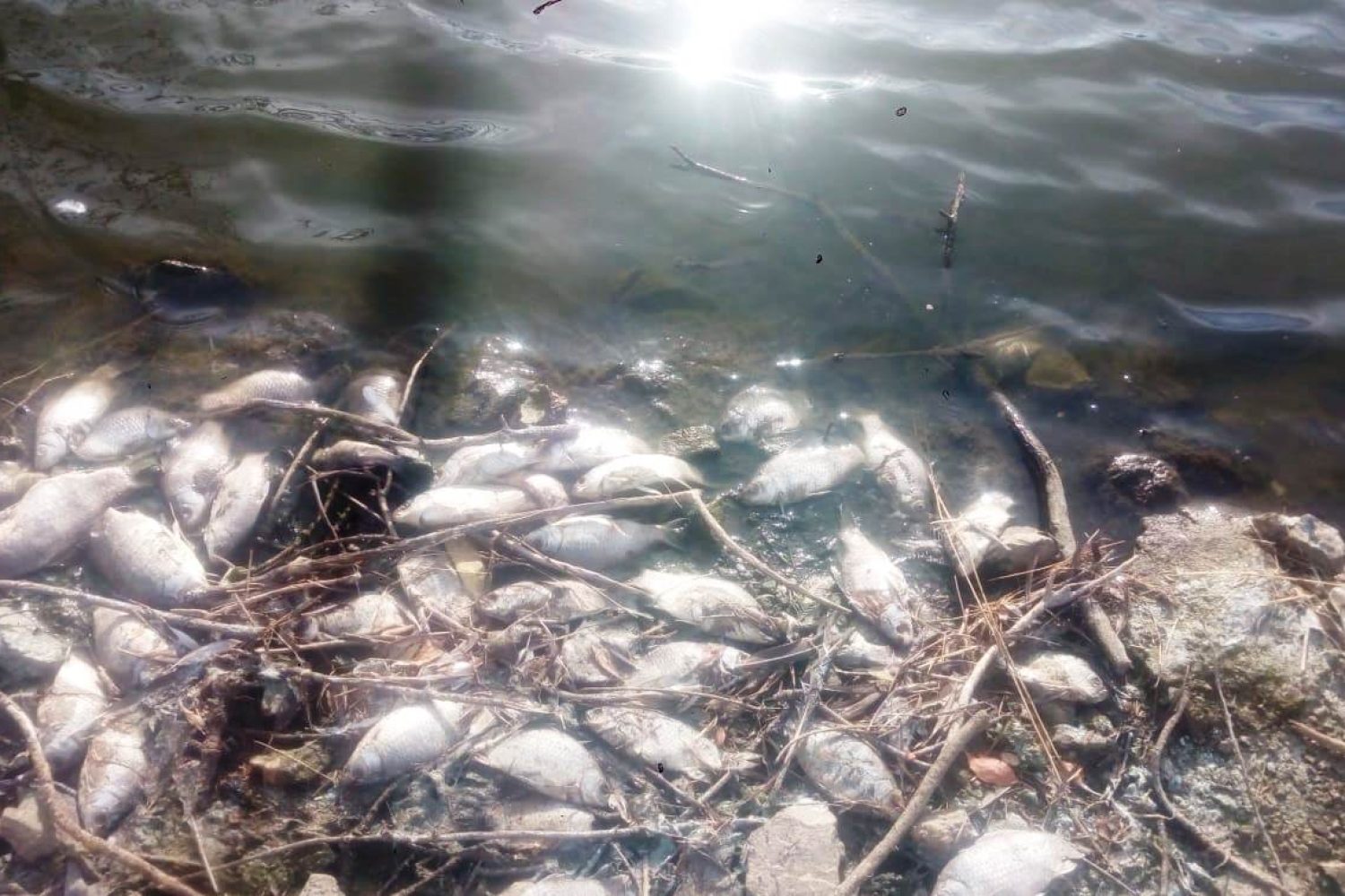 Peces muertos presa Villalba Barros i2