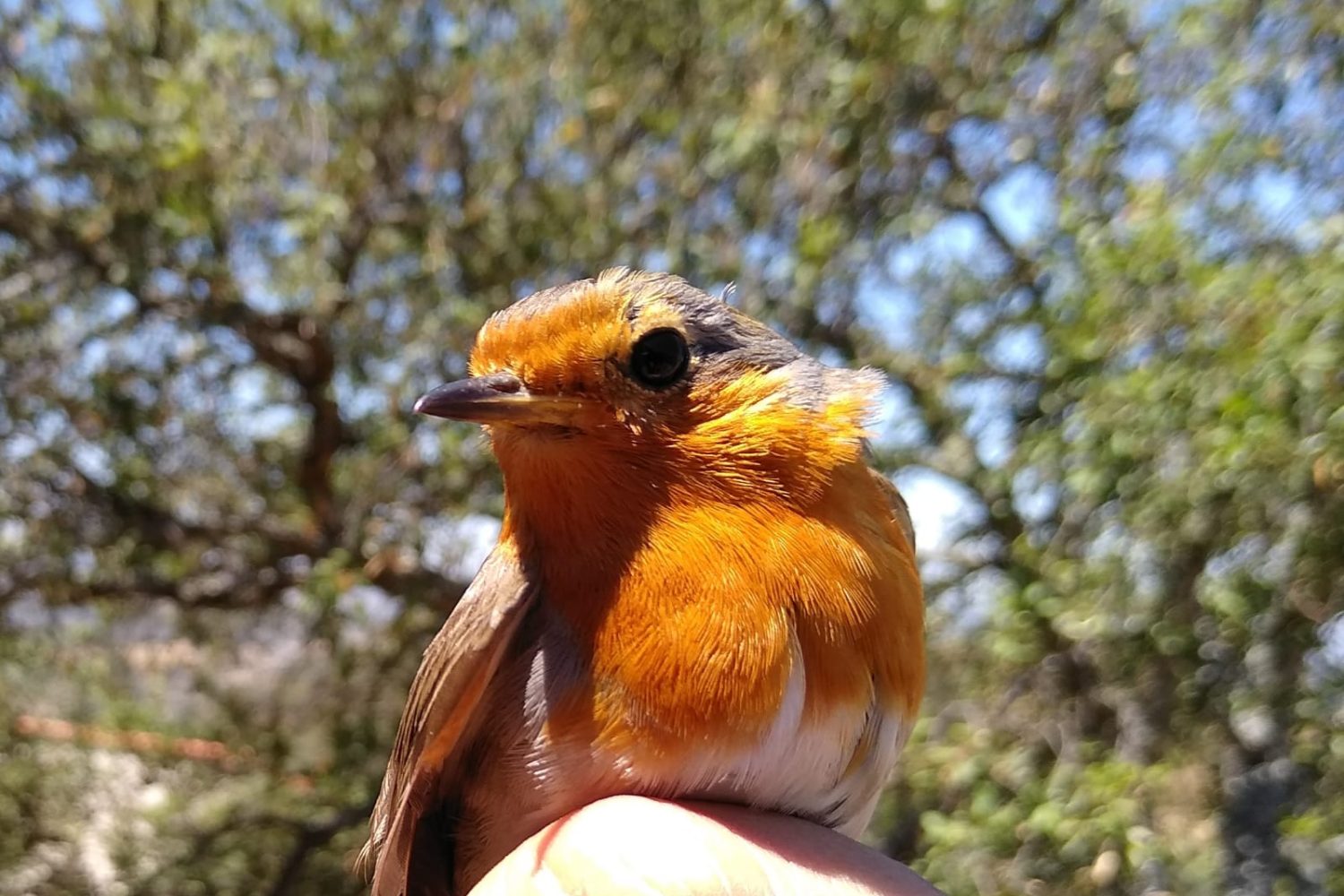 Petirrojo europeo (Erithacus rubecula)